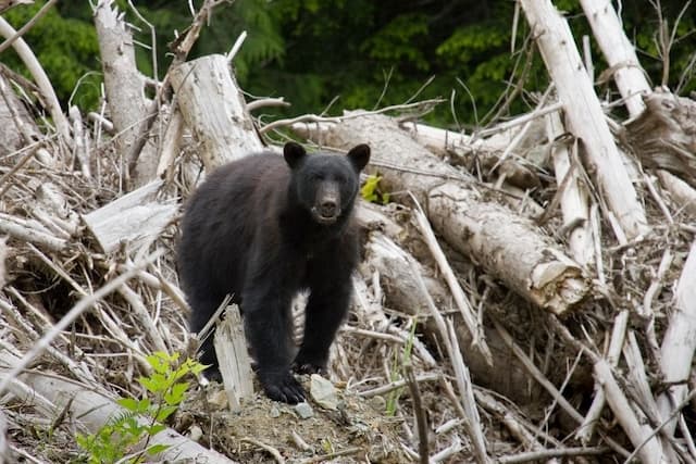 Biodiversity Loss